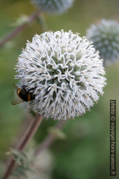 Fleur de chardon. Photo © Alex Medwedeff