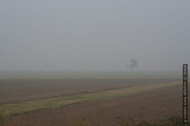 Les champs de Sacca degli Scardovari sous le brume. Photo © Alex Medwedeff