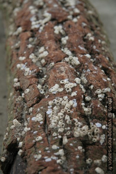 Tronc de pin couvert de bernacles. Photo © Alex Medwedeff