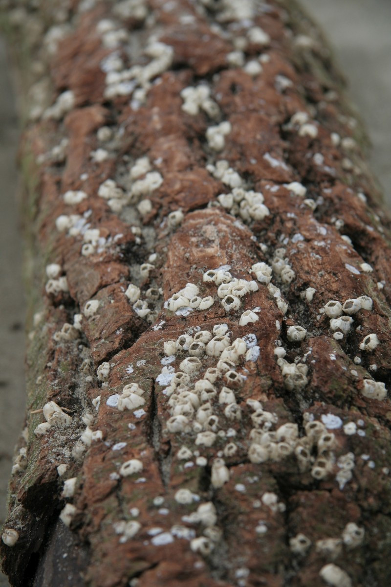 Tronc de pin couvert de bernacles. Photo © Alex Medwedeff