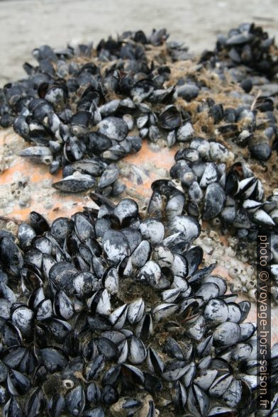 Moules sur une bouée signalétique. Photo © Alex Medwedeff