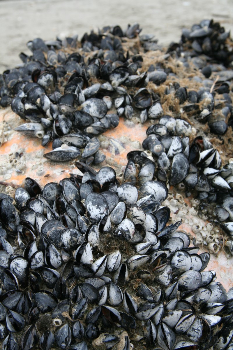Moules sur une bouée signalétique. Photo © Alex Medwedeff