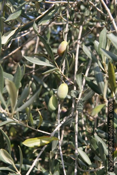 Olives vertes. Photo © Alex Medwedeff