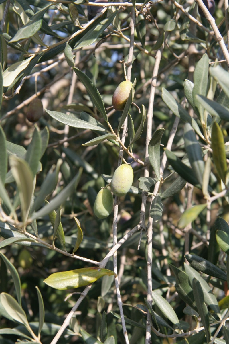 Olives vertes. Photo © Alex Medwedeff