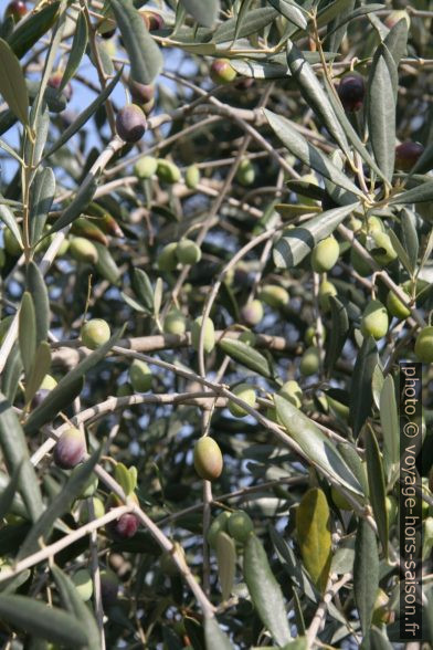 Olives murissantes. Photo © Alex Medwedeff