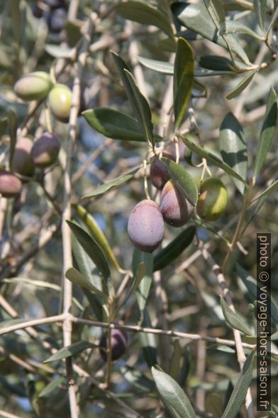 Olives mûrissantes. Photo © Alex Medwedeff