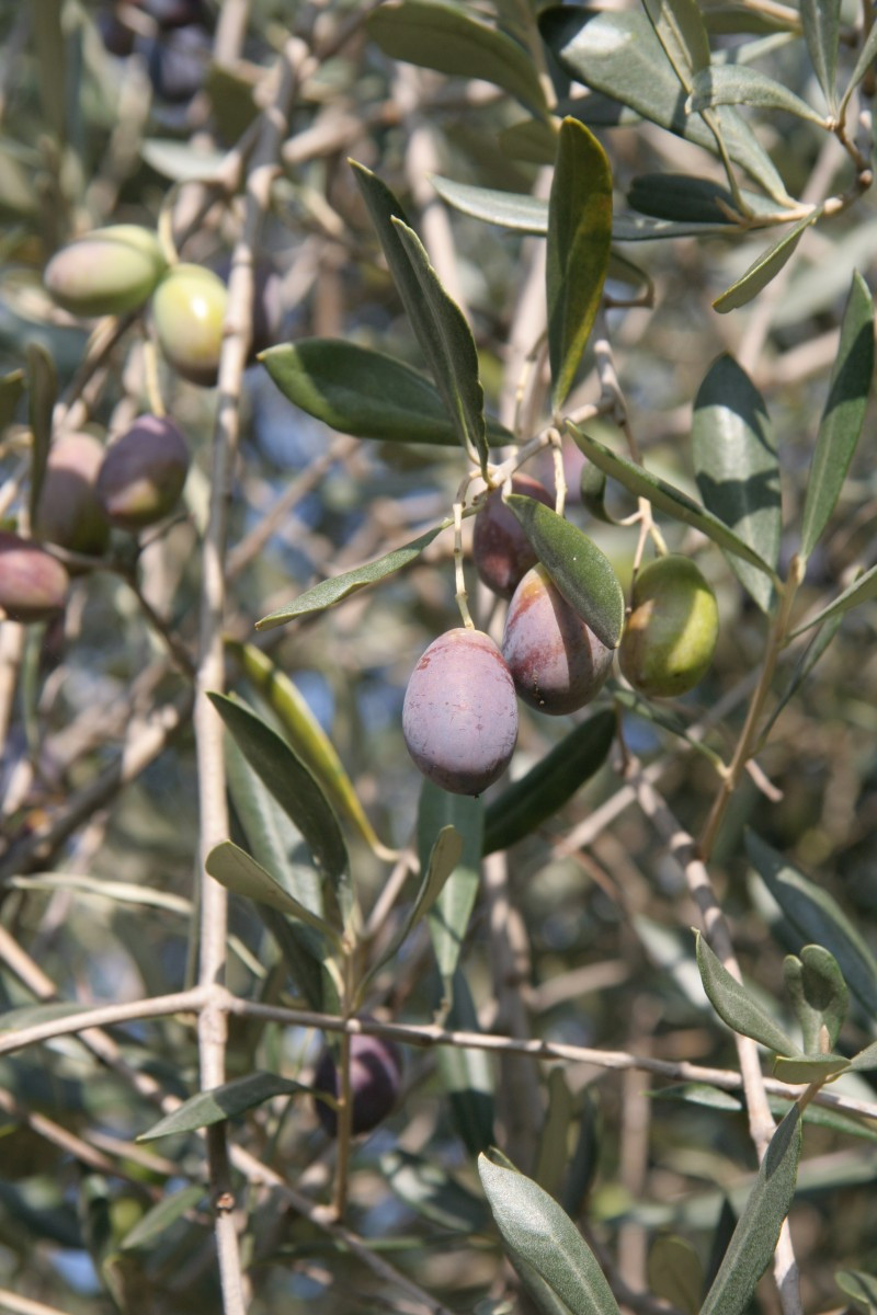 Olives mûrissantes. Photo © Alex Medwedeff