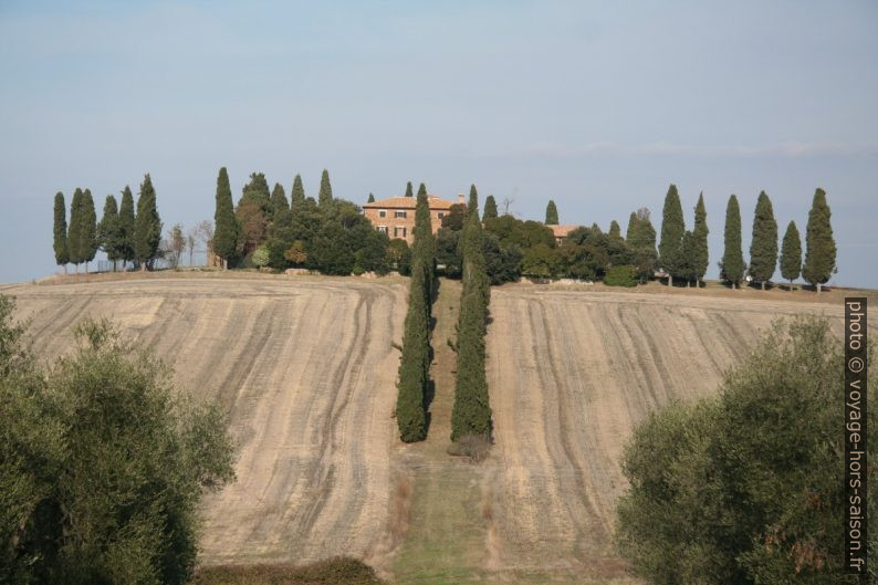 Les cyprès de la Fattoria Piggio Manzuoli. Photo © André M. Winter