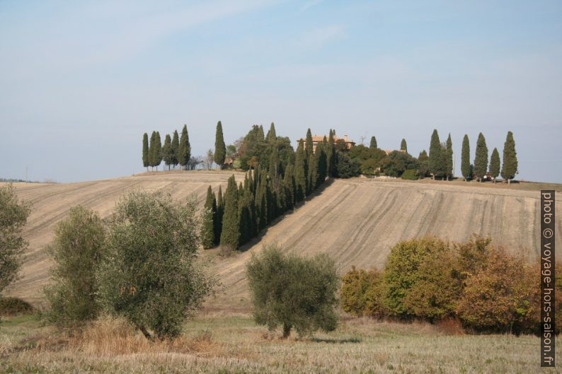 Allée de cyprès de la Fattoria Piggio Manzuoli. Photo © André M. Winter