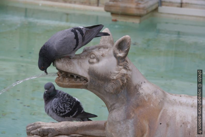 Des pigeons boivent de la gueule du loup de la Fonte Gaia. Photo © André M. Winter