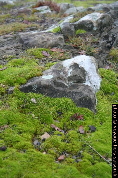 Rocher couvert de mousses. Photo © André M. Winter