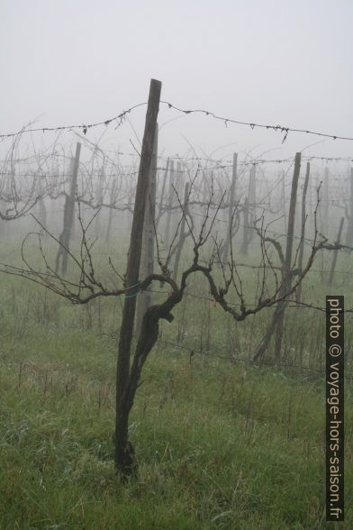 Vignes dans la brume. Photo © Alex Medwedeff