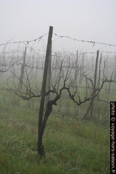 Vignes dans la brume. Photo © Alex Medwedeff