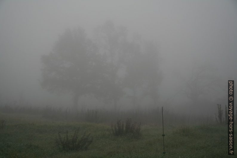 Arbres dans le brouillard. Photo © Alex Medwedeff