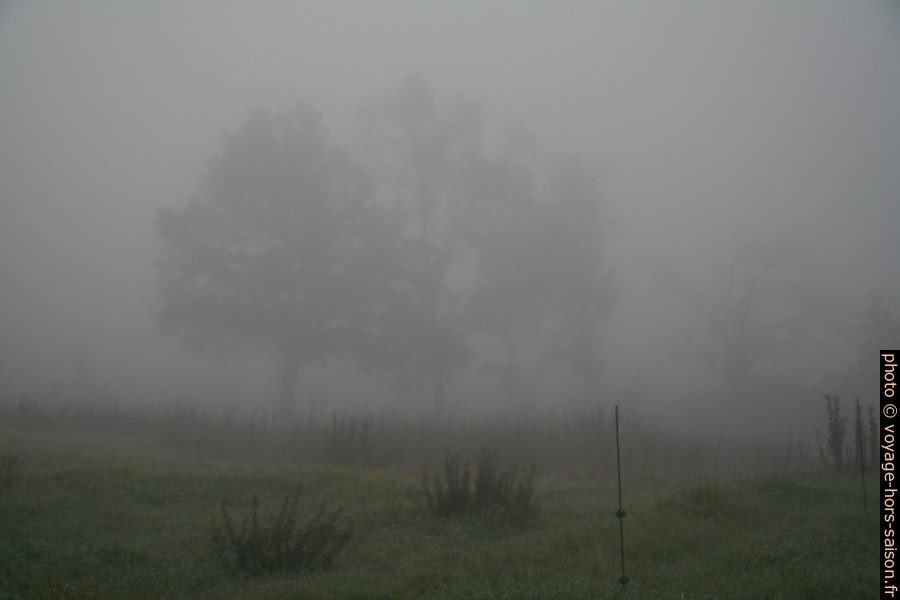 Arbres dans le brouillard. Photo © Alex Medwedeff
