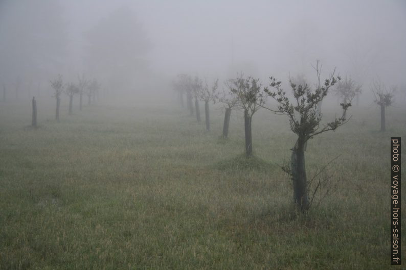 Jeunes arbres fruitiers dans le brouillard. Photo © Alex Medwedeff