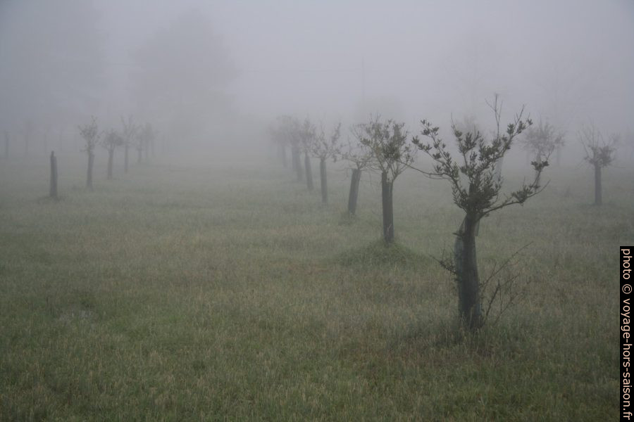 Jeunes arbres fruitiers dans le brouillard. Photo © Alex Medwedeff