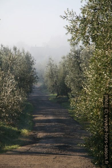 Rangée d'oliviers Toscane. Photo © Alex Medwedeff