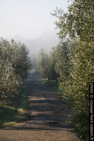 Rangée d'oliviers Toscane. Photo © Alex Medwedeff