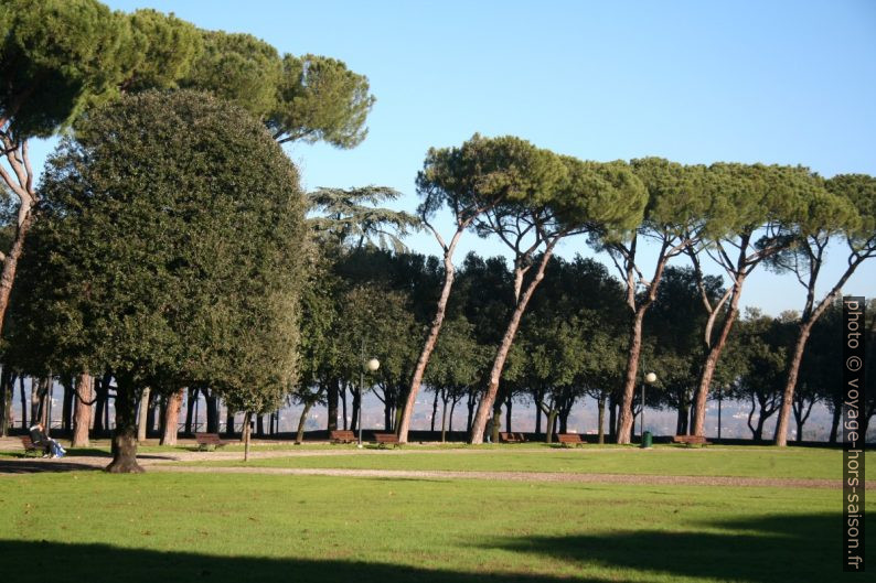 Pins sur le Passeggio del Prato d'Arezzo. Photo © André M. Winter