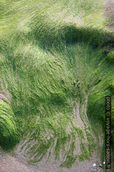 Algues vertes sur le sable. Photo © Alex Medwedeff
