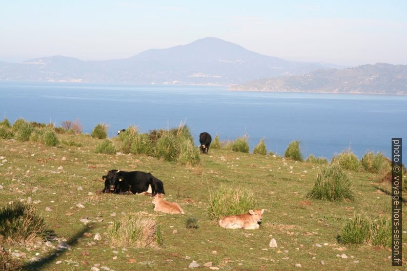 Vaches au Cap Palinuro. Photo © Alex Medwedeff