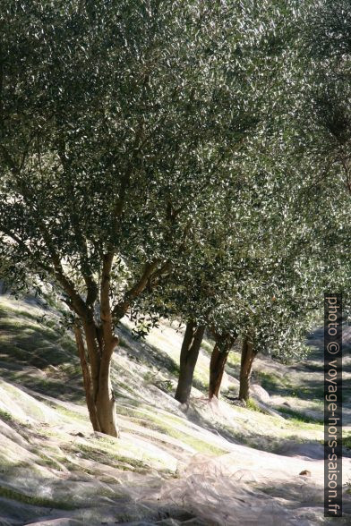 Oliviers avec filet étendus pour recueillir les olives. Photo © Alex Medwedeff