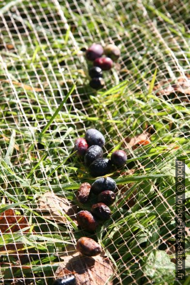 Olives recueillies dans les filet étendus sous les oliviers. Photo © Alex Medwedeff