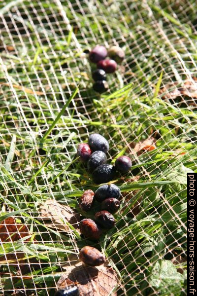 Olives recueillies dans les filet étendus sous les oliviers. Photo © Alex Medwedeff