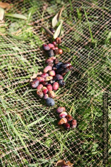 Olives recueillies dans les filet étendus sous les oliviers. Photo © Alex Medwedeff