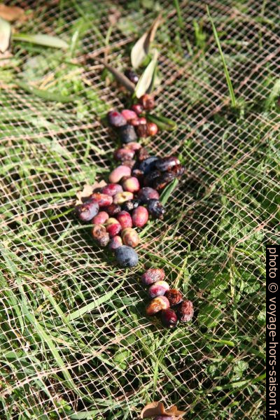 Olives recueillies dans les filet étendus sous les oliviers. Photo © Alex Medwedeff