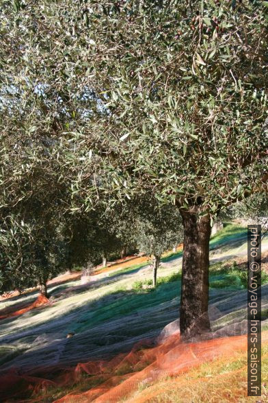 Oliviers avec filet étendus pour recueillir les olives. Photo © Alex Medwedeff