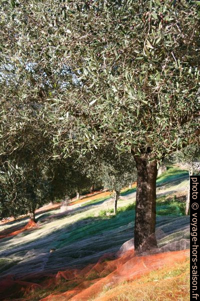 Oliviers avec filet étendus pour recueillir les olives. Photo © Alex Medwedeff