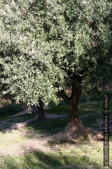 Oliviers avec filet étendus pour recueillir les olives. Photo © Alex Medwedeff