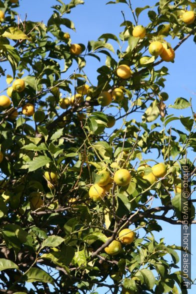 Citronnier chargé de citrons. Photo © Alex Medwedeff