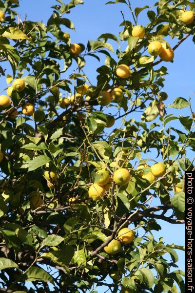Citronnier chargé de citrons. Photo © Alex Medwedeff