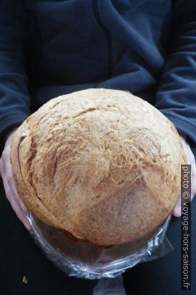 Panettone. Photo © Alex Medwedeff