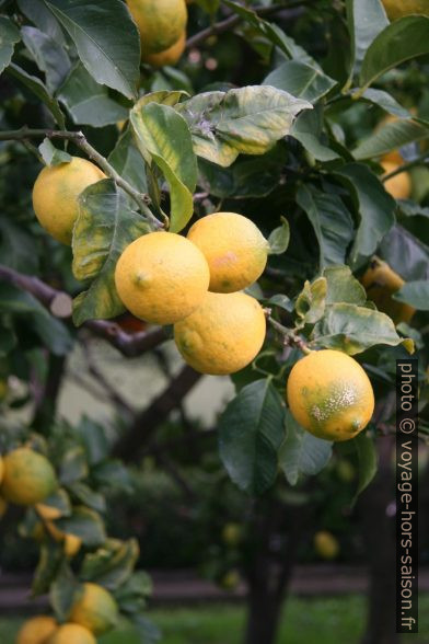 Citrons. Photo © Alex Medwedeff