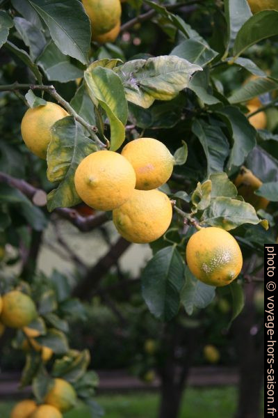 Citrons. Photo © Alex Medwedeff