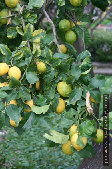 Citrons. Photo © Alex Medwedeff