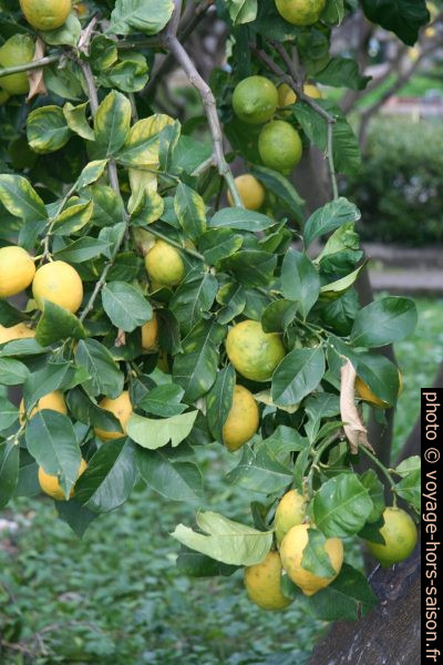 Citrons. Photo © Alex Medwedeff