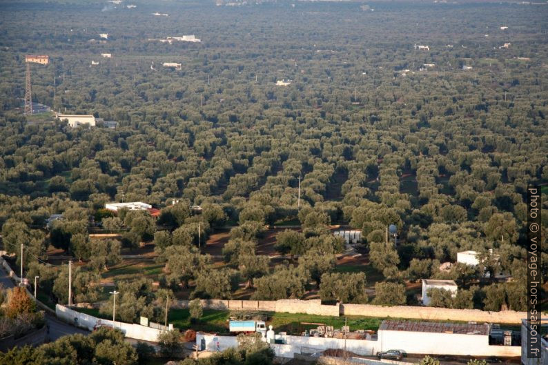 Culuture d'oliviers dans la pleine d'Ostuni. Photo © André M. Winter