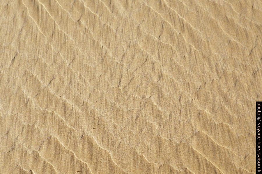 Sable. Photo © Alex Medwedeff