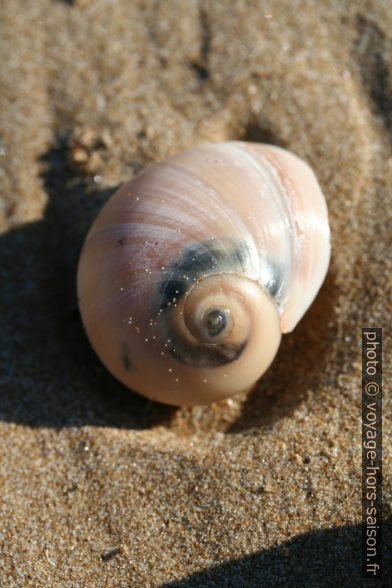 Naticidae. Photo © Alex Medwedeff