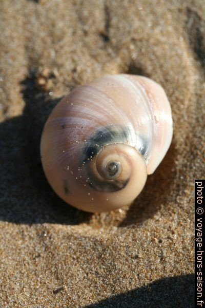 Naticidae. Photo © Alex Medwedeff