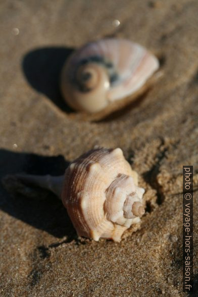 Bolinus brandaris et naticidae. Photo © Alex Medwedeff