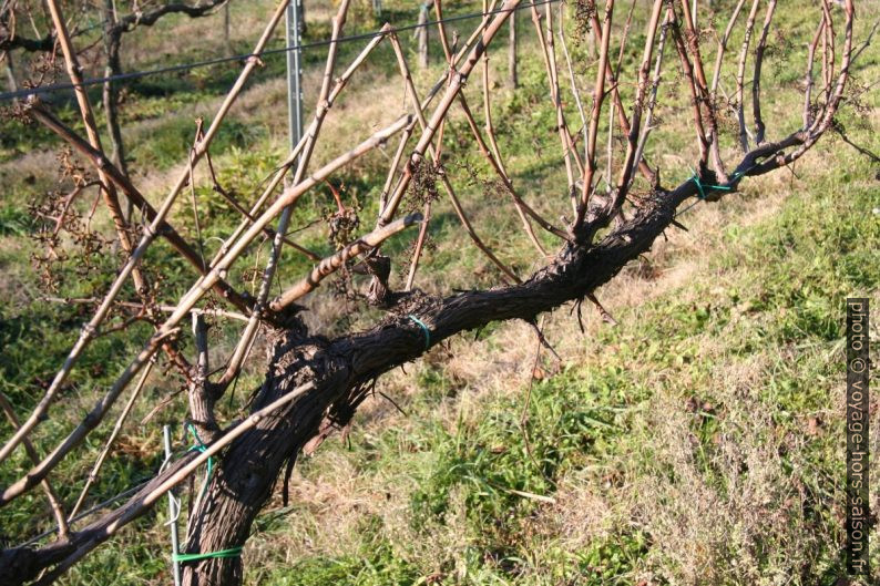 Pied de vigne en hiver. Photo © Alex Medwedeff