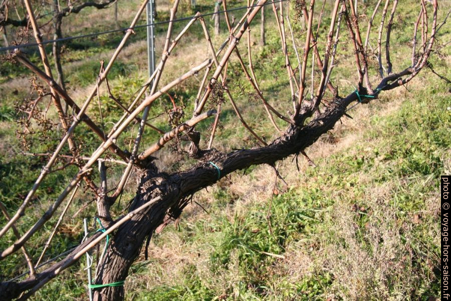 Pied de vigne en hiver. Photo © Alex Medwedeff