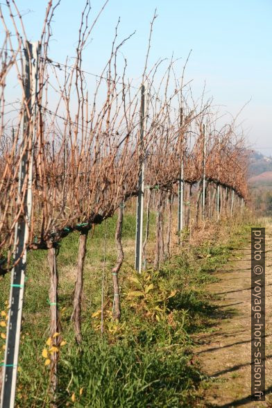 Rangée de vignes en hiver. Photo © Alex Medwedeff