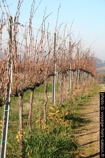 Rangée de vignes en hiver. Photo © Alex Medwedeff